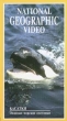 National Geographic Video Касатки Опасные морские охотники Формат: VHS Дистрибьютор: Пирамида HiFi Stereo ; Русский Лицензионные товары Характеристики видеоносителей 1993 г , 58 мин инфо 8927z.